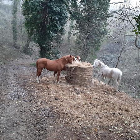Agriturismo Antica Corte Montatteglia Εξωτερικό φωτογραφία