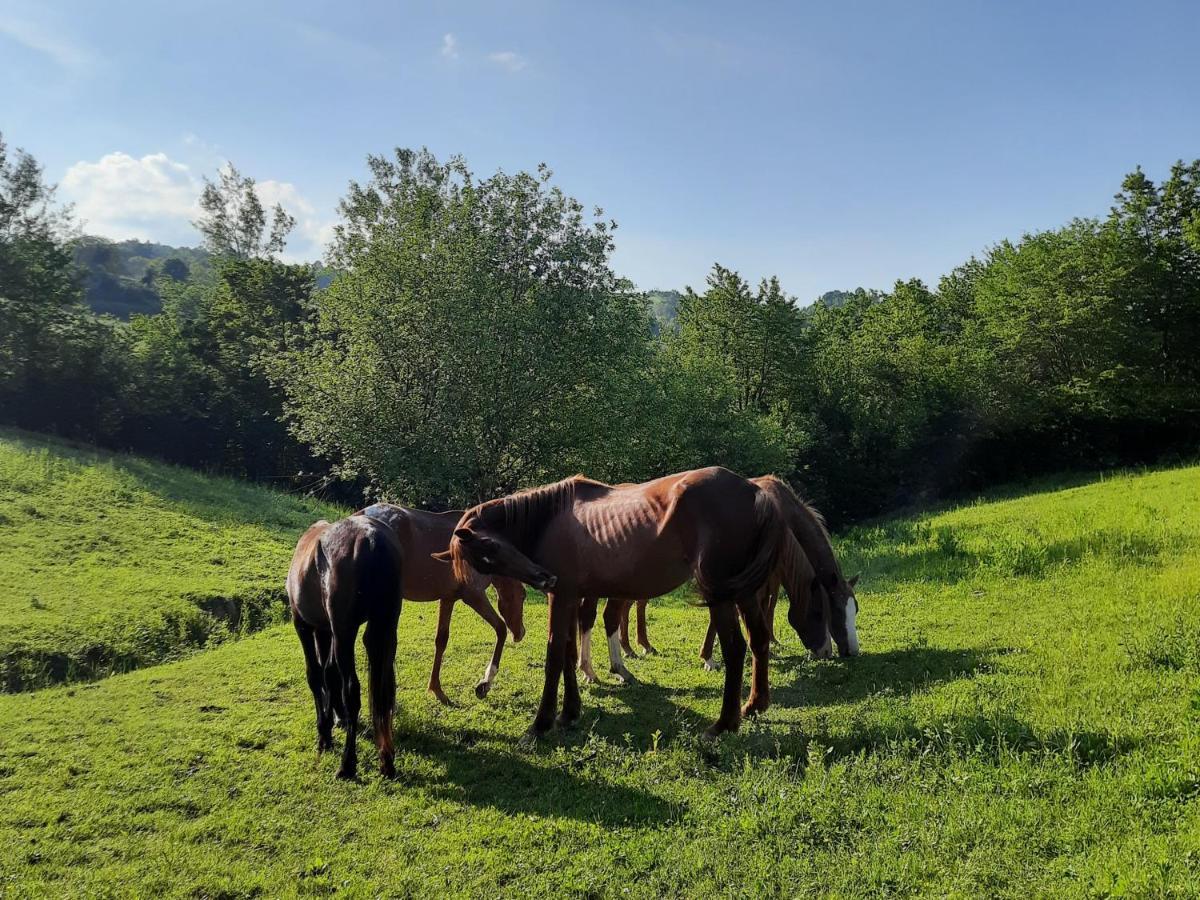 Agriturismo Antica Corte Montatteglia Εξωτερικό φωτογραφία