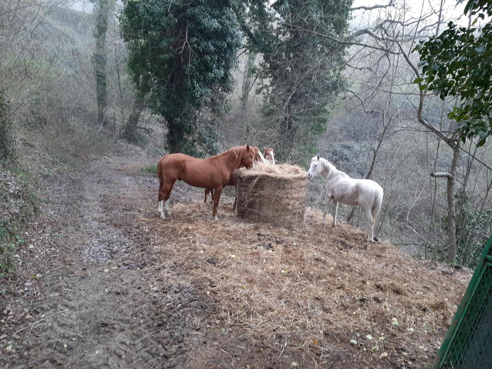 Agriturismo Antica Corte Montatteglia Εξωτερικό φωτογραφία
